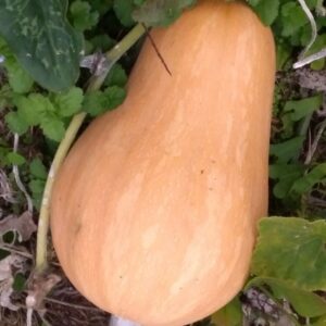 Courge Sucrine du Berry
