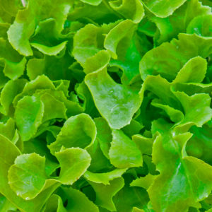 Salade Feuille de chêne verte Bio